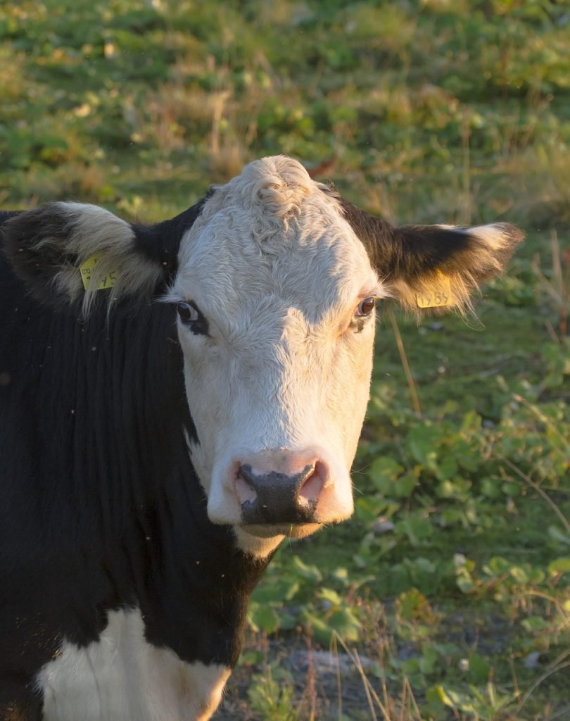bovine, cow, cattle, beef cattle, countryside, ruminant, meadow