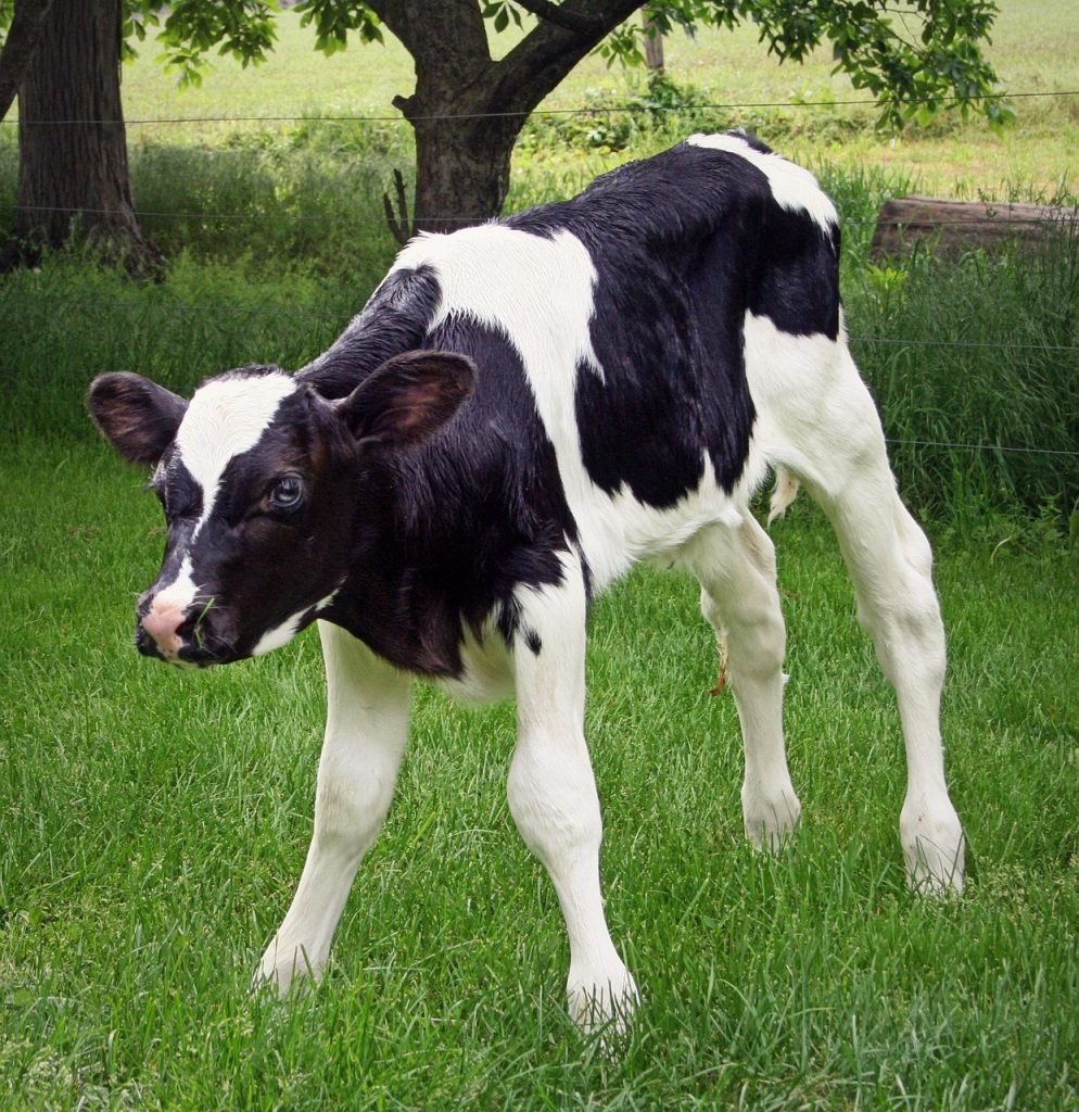 calf, holstein, livestock, dairy, bovine, calf, calf, calf, calf, calf