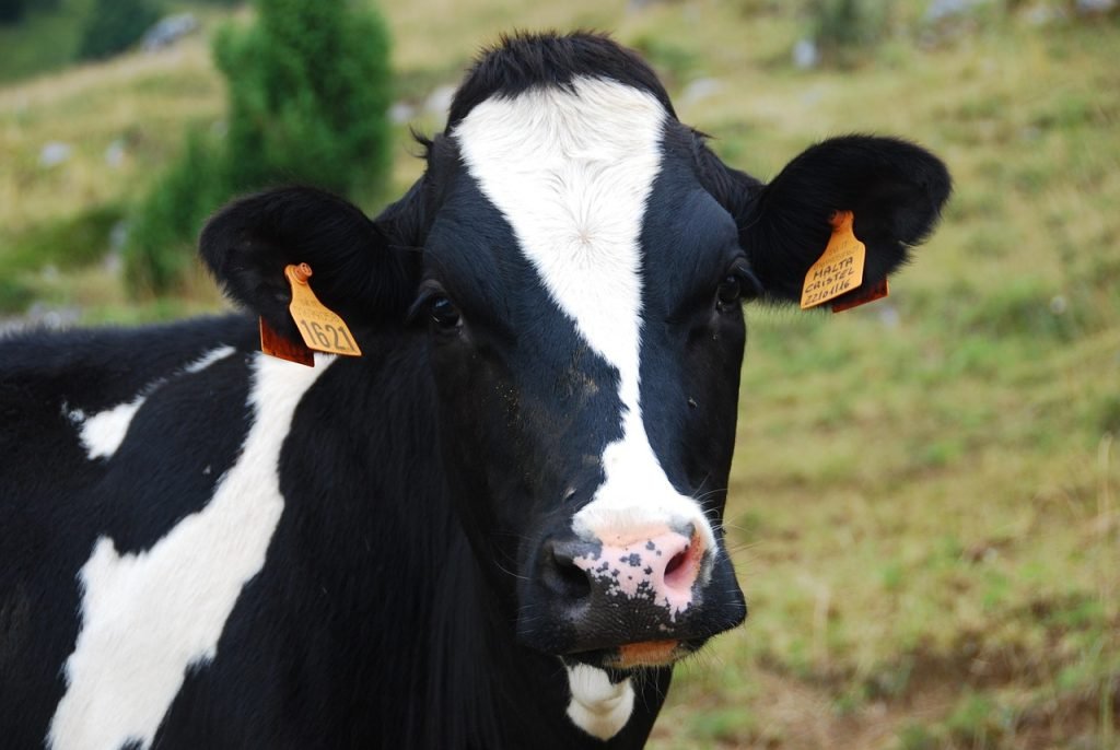 cow, pasture, mountain, bovino, lawn, nature, animal, livestock, green, grass